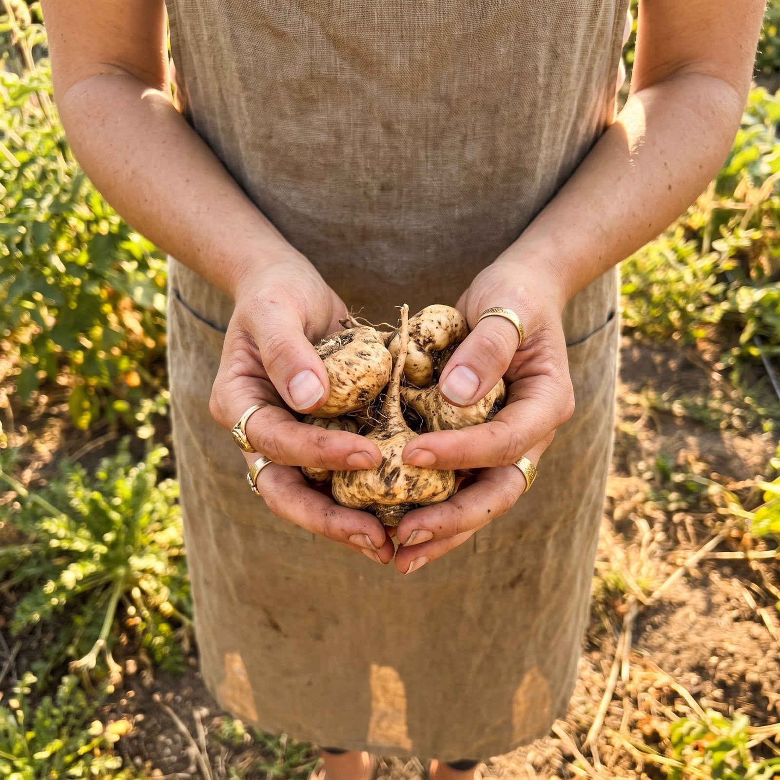 Maca Root